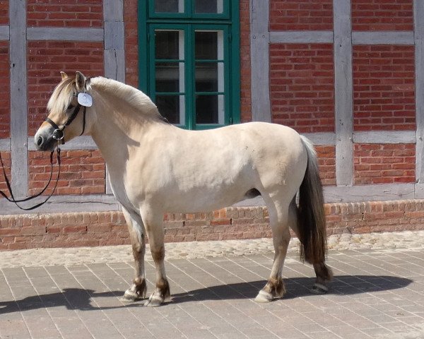 broodmare Fiola (Fjord Horse, 2015, from Herko)