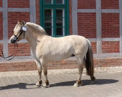 broodmare Fiola (Fjord Horse, 2015, from Herko)