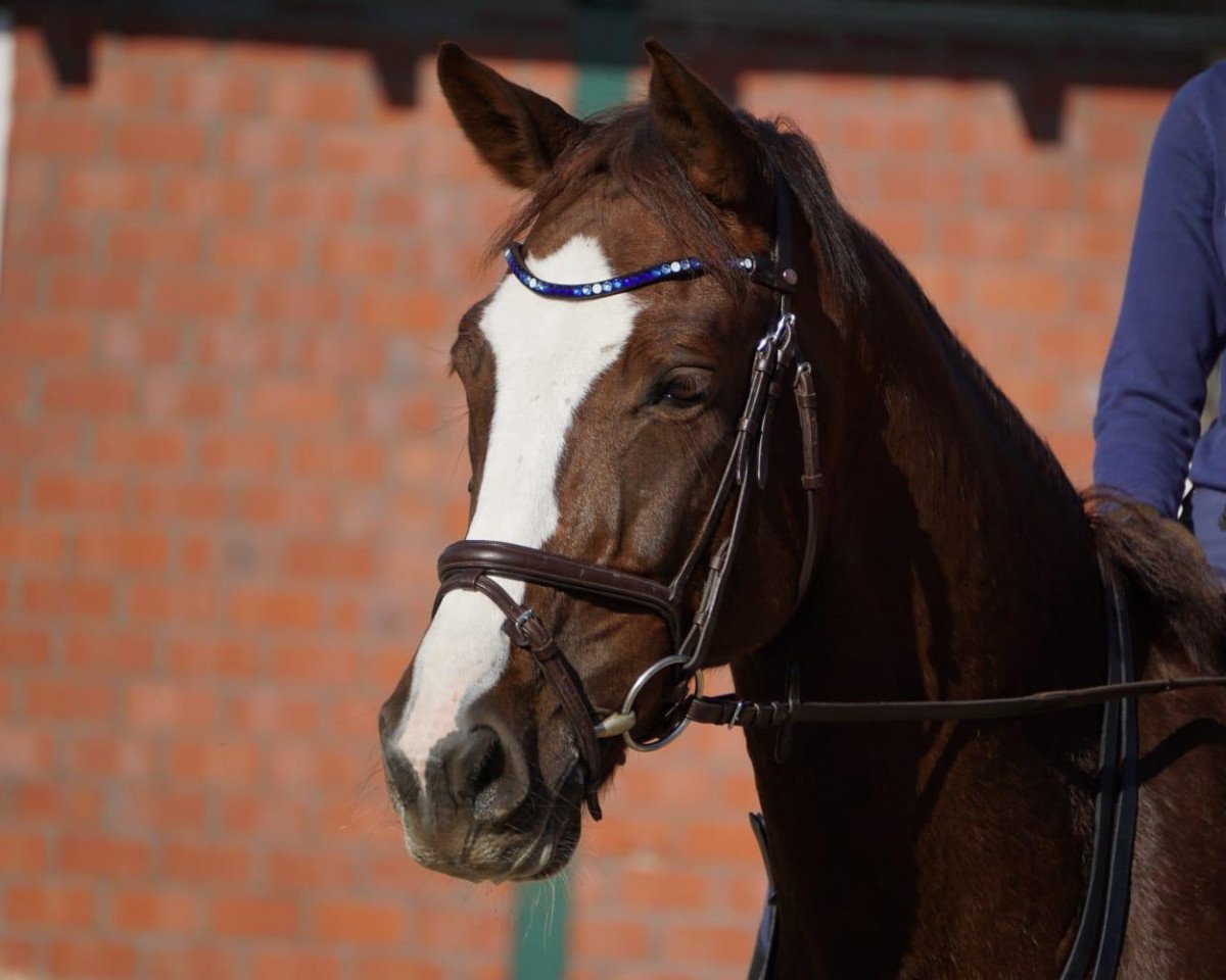 jumper Mönchshof's Red Rubin (German Sport Horse, 2009, from Rajko)