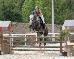 jumper Champ M (Hanoverian, 2005, from Calido I)