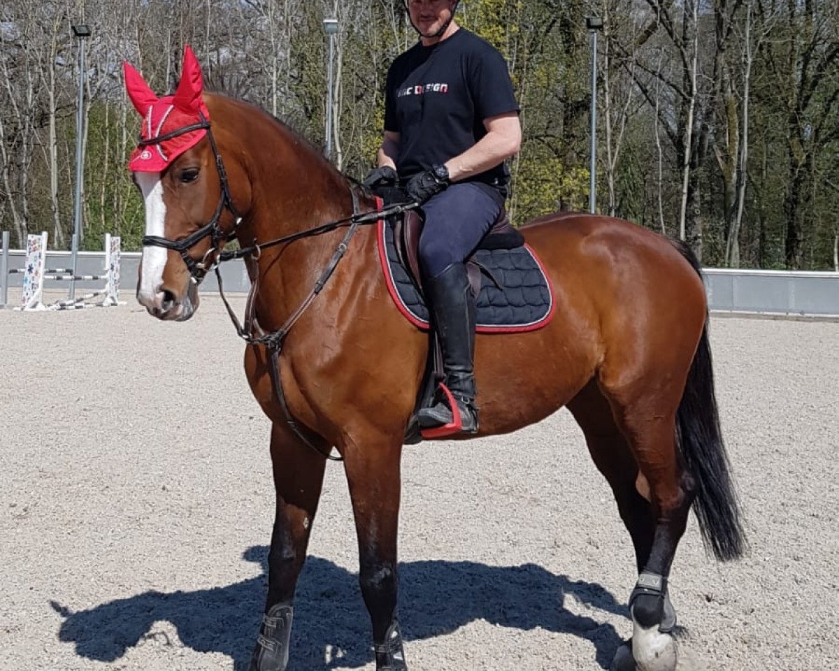 Springpferd Lana de Schwinn (Zweibrücker, 2009, von Lordano)