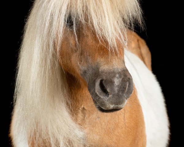 horse Schalenburgs Taifun (Shetland pony (under 87 cm), 2003, from Schalenburgs Twister)