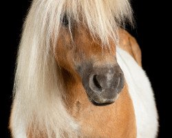 horse Schalenburgs Taifun (Shetland pony (under 87 cm), 2003, from Schalenburgs Twister)