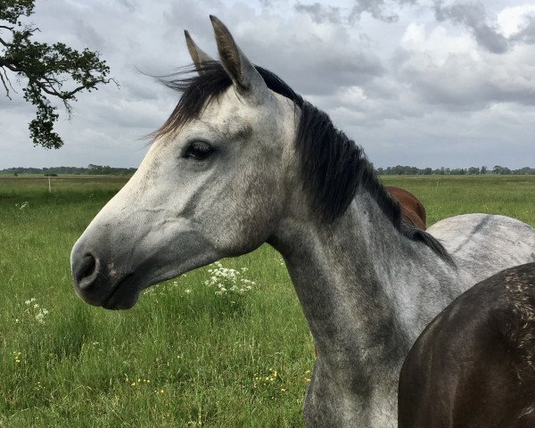 jumper Lovely like Angel (German Sport Horse, 2018, from Like Angel)