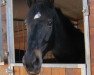 dressage horse Irish Coffee (Trakehner, 2005, from Sir Chamberlain)