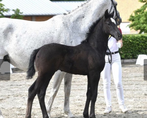 jumper Comme Rêvé (German Sport Horse, 2020, from Comme Prevu)