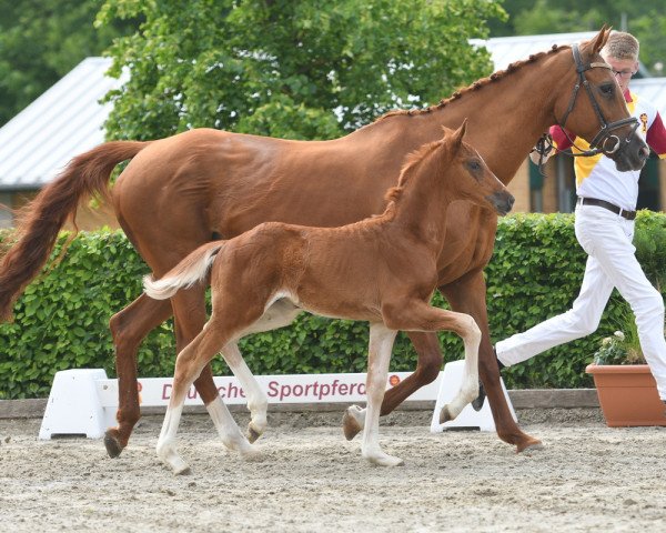 dressage horse Quaterdonner (German Sport Horse, 2020, from Quaterback)