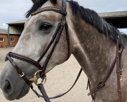 jumper Flipp 18 (Hanoverian, 2016, from Flic Flac)