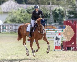 broodmare Jemila Z (Zangersheide riding horse, 2006, from Jumpilot)