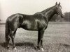 stallion Lampos xx (Thoroughbred, 1923, from Fervor xx)