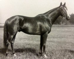 stallion Lampos xx (Thoroughbred, 1923, from Fervor xx)