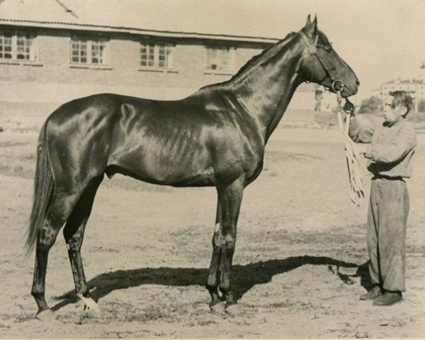 stallion Eleron xx (Thoroughbred, 1945, from Ellerich xx)