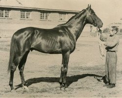 stallion Eleron xx (Thoroughbred, 1945, from Ellerich xx)