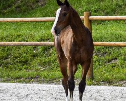 stallion Caspar (Mecklenburg, 2020, from Casallco)