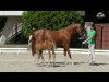 broodmare Venus (German Riding Pony, 2015, from Vicco goes Lucky)