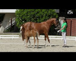 Zuchtstute Venus (Deutsches Reitpony, 2015, von Vicco goes Lucky)