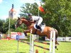 jumper Sandolino (German Warmblood, 2008, from Salute xx)