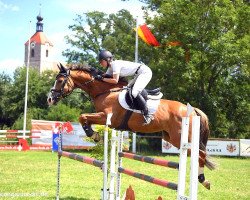 jumper Sandolino (German Warmblood, 2008, from Salute xx)