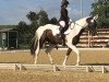 jumper Irbis 6 (Polish Warmblood, 2009, from Polder)