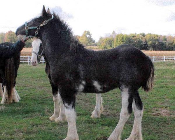 horse Southridge Tobias (Clydesdale, 2013, from Dew Ridge King II)