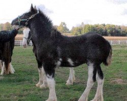 horse Southridge Tobias (Clydesdale, 2013, from Dew Ridge King II)