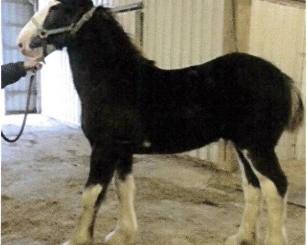 horse South Ridge 2nd Hand Hub (Clydesdale, 2014, from Dew Ridge King II)