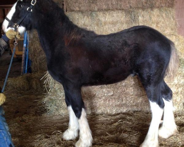 stallion Faydar Up Front Ozzie (Clydesdale, 2014, from Hatfield Up Front)