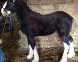 Deckhengst Faydar Up Front Ozzie (Clydesdale, 2014, von Hatfield Up Front)