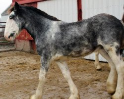 horse South Ridge Gone Fishing (Clydesdale, 2016, from Dew Ridge King II)