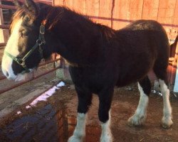 Pferd Southridge Sweet Annie (Clydesdale, 2018, von Faydar Up Front Ozzie)