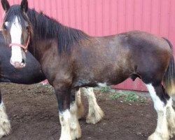 stallion Dew Ridge Doura Prince (Clydesdale, 2016, from Doura Dew-Ridge Douglas)