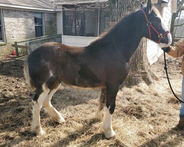 horse Lost Valley Blazin Gunner (Clydesdale, 2019, from Dew Ridge Doura Prince)