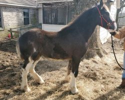 Pferd Lost Valley Blazin Gunner (Clydesdale, 2019, von Dew Ridge Doura Prince)