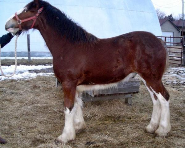 Pferd Whitney's Easter Blessing (Clydesdale, 2012, von Double H Levi Bill)