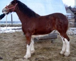 horse Whitney's Easter Blessing (Clydesdale, 2012, from Double H Levi Bill)