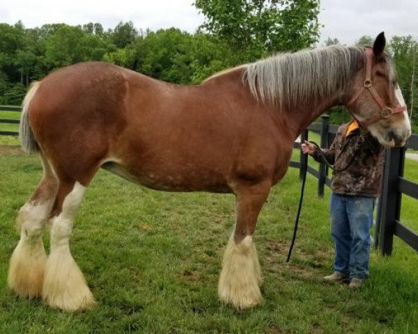 Zuchtstute Hill Topper Ethel (Clydesdale, 2004, von Crack A Dawns Silver Storm)