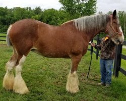 broodmare Hill Topper Ethel (Clydesdale, 2004, from Crack A Dawns Silver Storm)