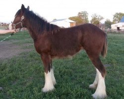 Pferd ADKS Ivy (Clydesdale, 2013, von Zorra Highland Sky High)