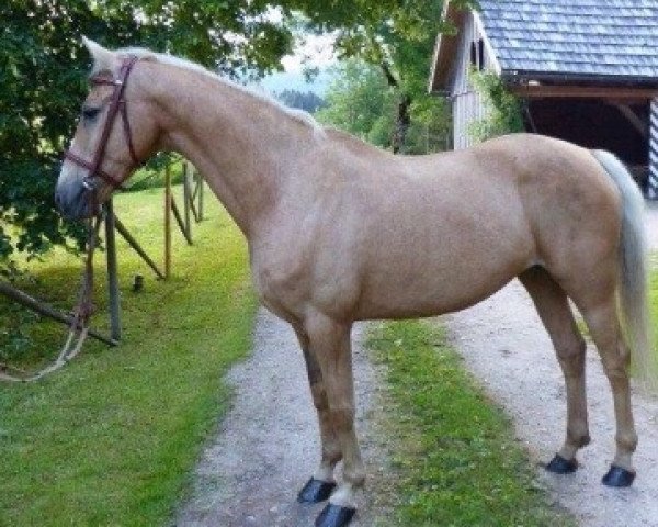 Zuchtstute Felina (Deutsches Reitpony, 2004, von Steendieks Goldfever)