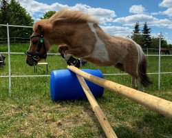 broodmare Belis Neele (Shetland pony (under 87 cm), 2015, from Donington)