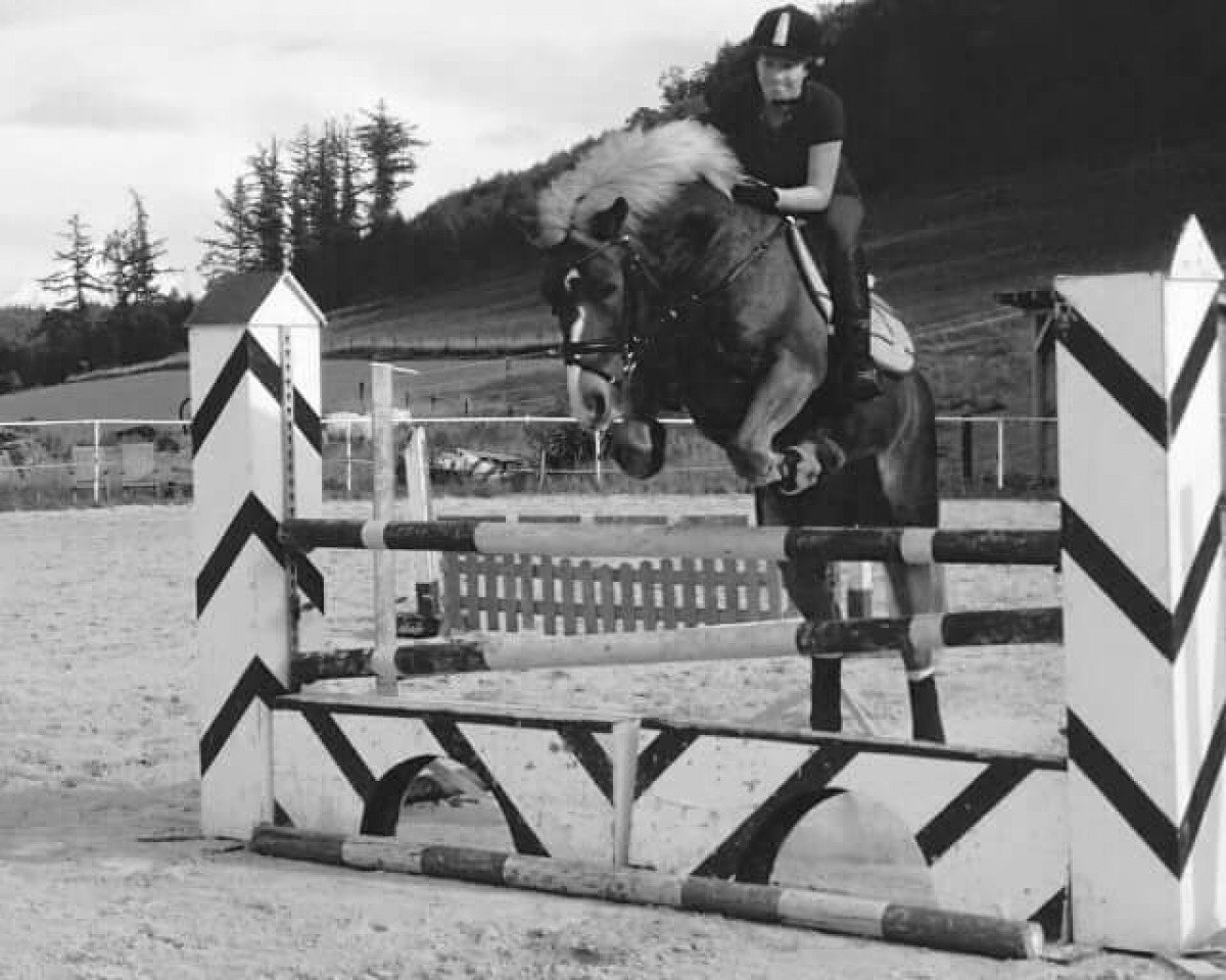 broodmare Nobless (Haflinger, 2000, from Niko)