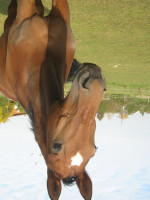 Pferd Nasowas (Hessisches Warmblut, 1992, von Noiret AA FRA)