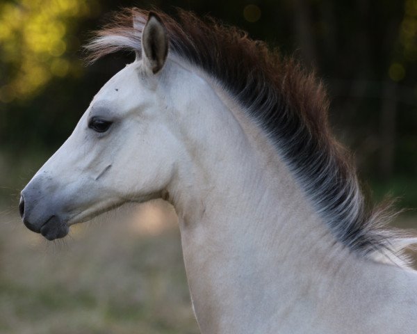 dressage horse Waldnymphe (German Riding Pony, 2020, from Dream a little Dream AT)