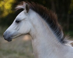 Pferd Waldnymphe (Deutsches Reitpony, 2020, von Dream a little Dream AT)