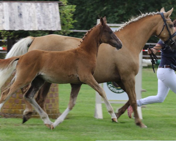 dressage horse Waldrose (German Riding Pony, 2020, from Dreidimensional AT NRW)