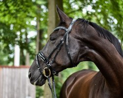 horse Anieke (KWPN (Royal Dutch Sporthorse), 2005, from Obelisk)