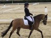 dressage horse Charmy Caramel (German Riding Pony, 2009, from Top Champy)