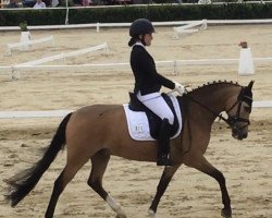 dressage horse Charmy Caramel (German Riding Pony, 2009, from Top Champy)