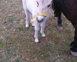 Pferd Gwenda von der Bergesruh (sonstiges Pony, 2016, von Honning)