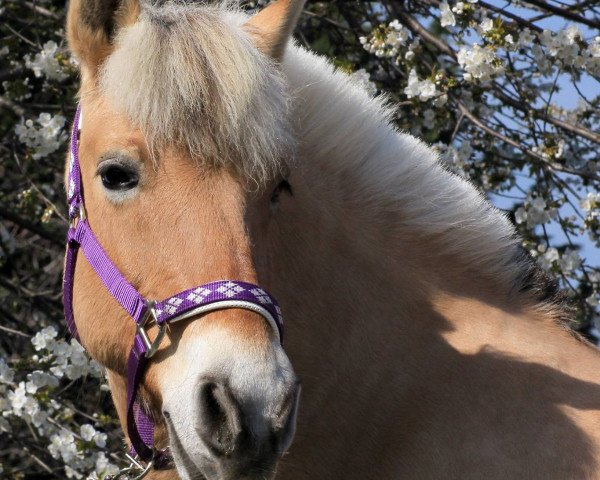 broodmare Maja (Fjord Horse, 1997, from Kastanielystens Rasmus)